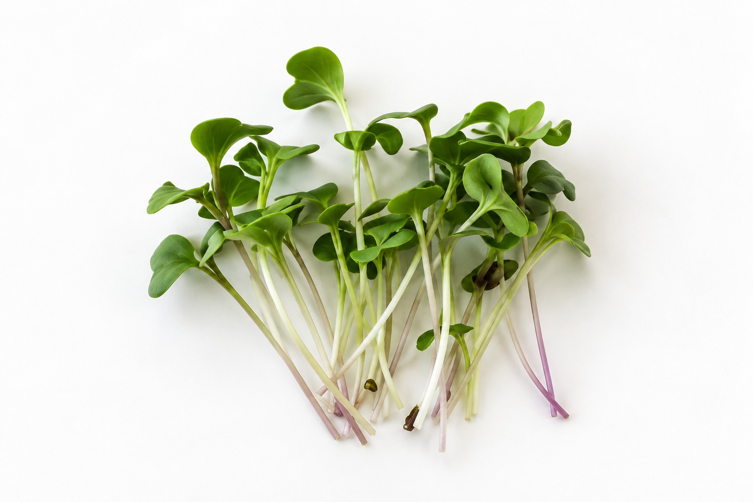 Fresh Sproutify Broccoli microgreens
