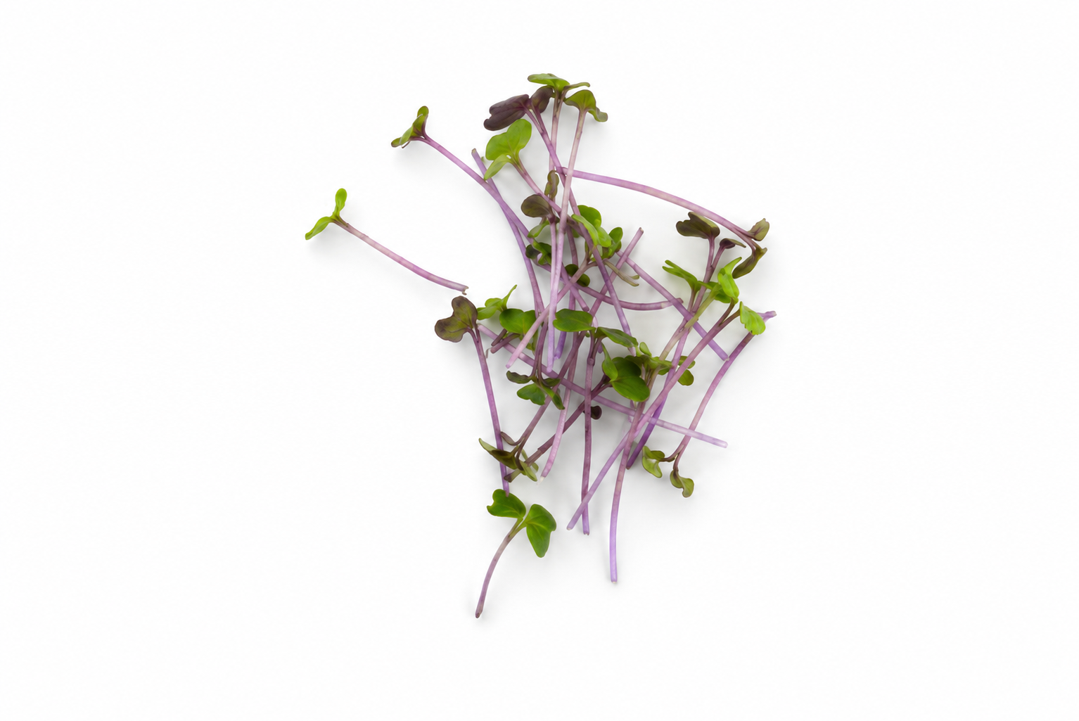 Cavolo Rosso microgreens
