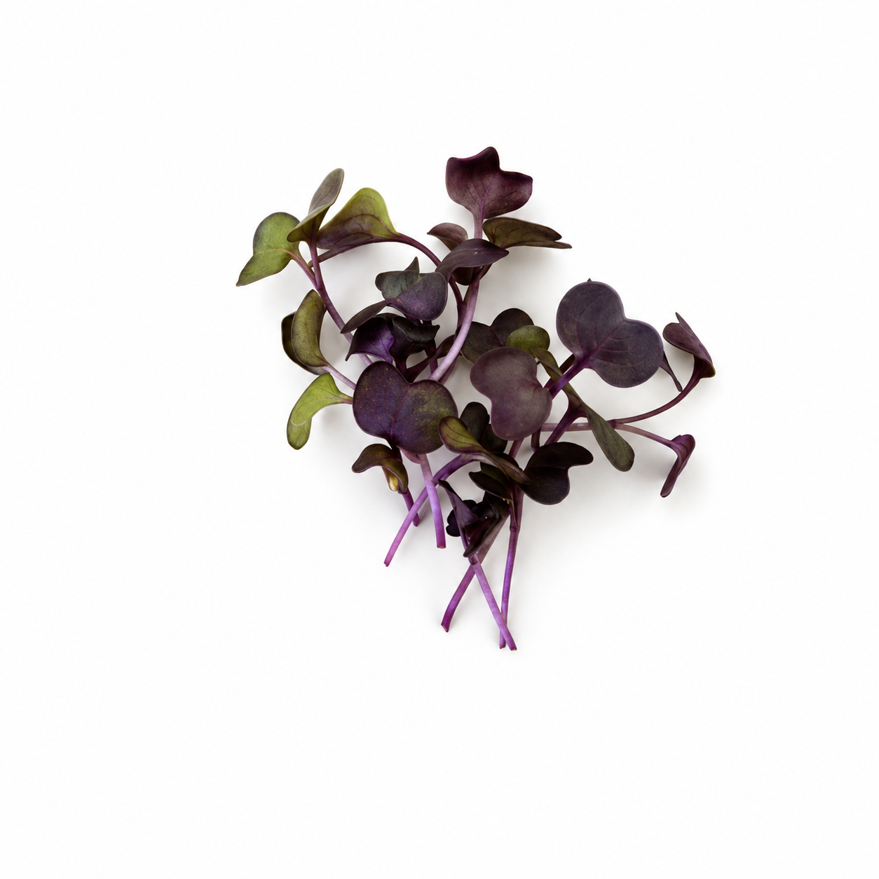 Ravanello Viola microgreens