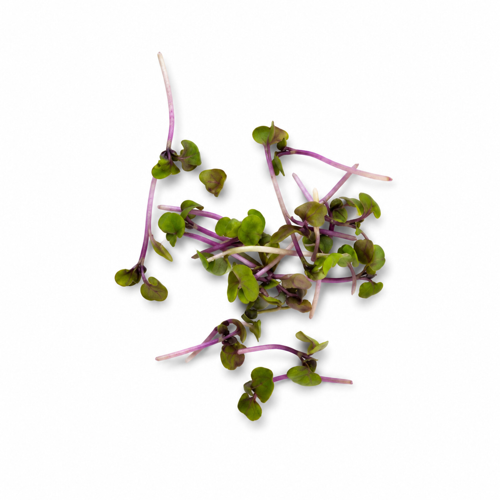 Red Basil microgreens