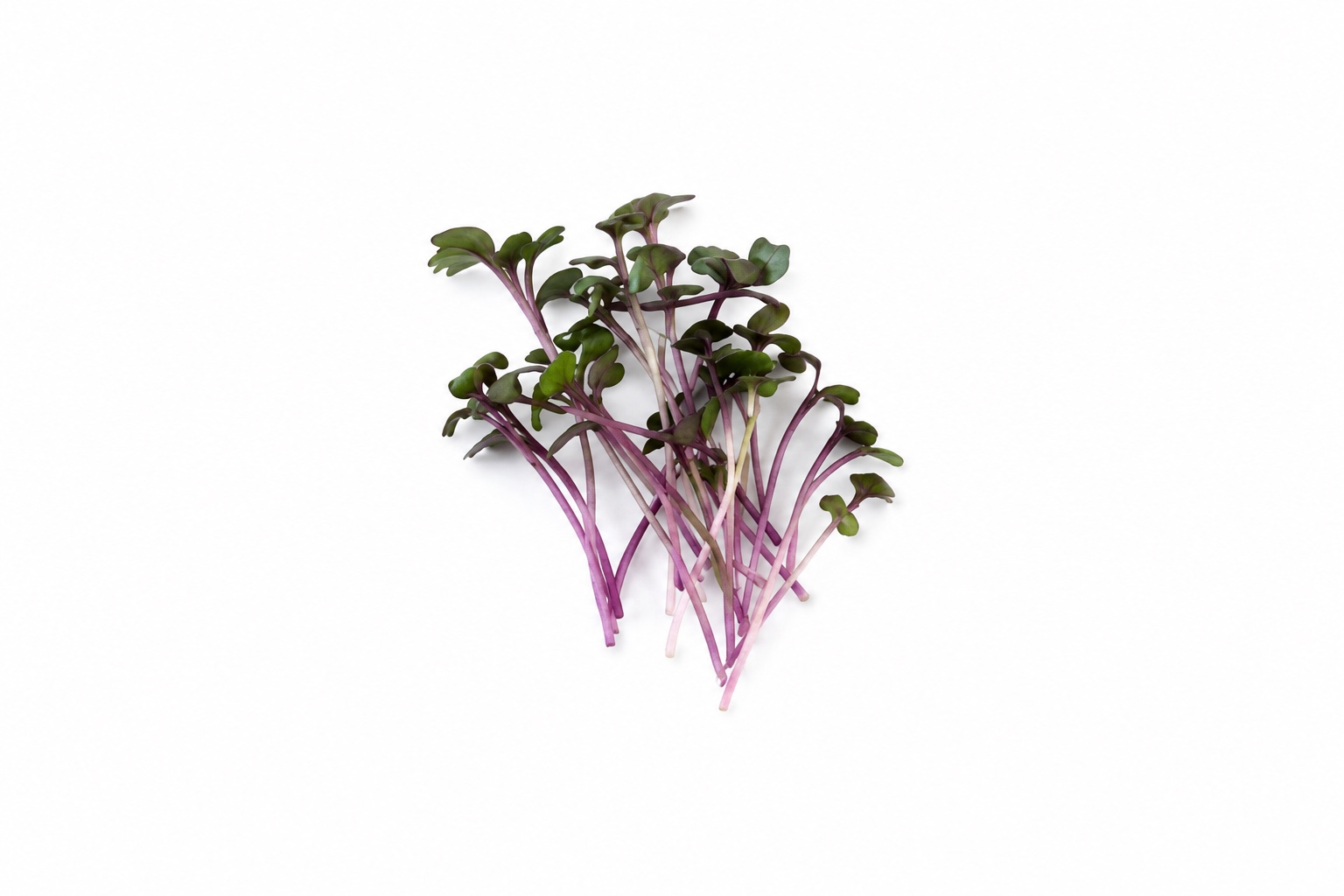 Red Cabbage product