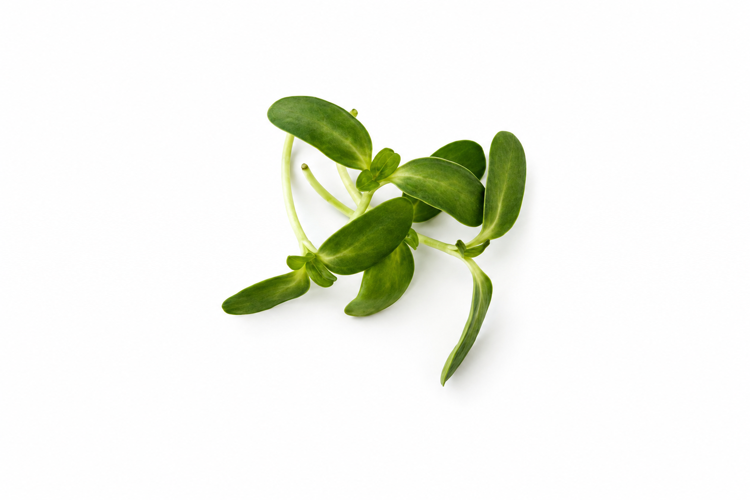 Sunflower microgreens